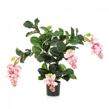 Medinilla 78 cm