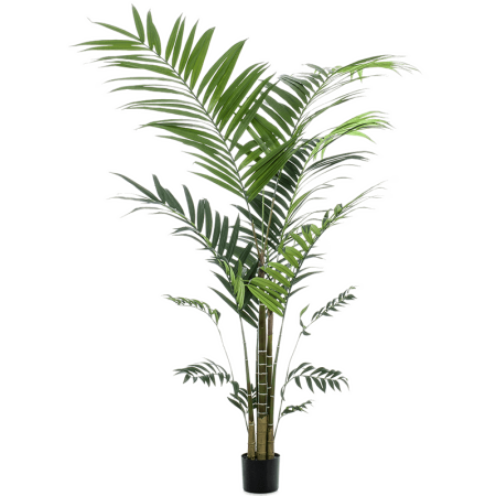 Palma Kentia 210 cm