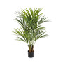 Palma Kentia 140 cm
