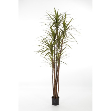 Dracena Magenta 120 cm