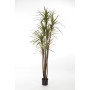 Dracena Magenta 120 cm