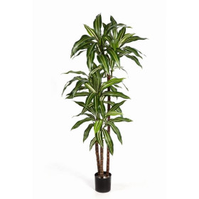 Dracena wonna 120 cm
