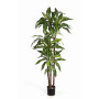 Dracena wonna 120 cm