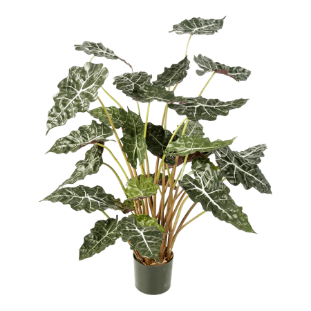 Alokazja 110 cm zielono biała