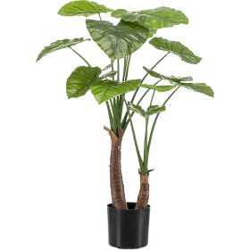 Alokazja 110 cm