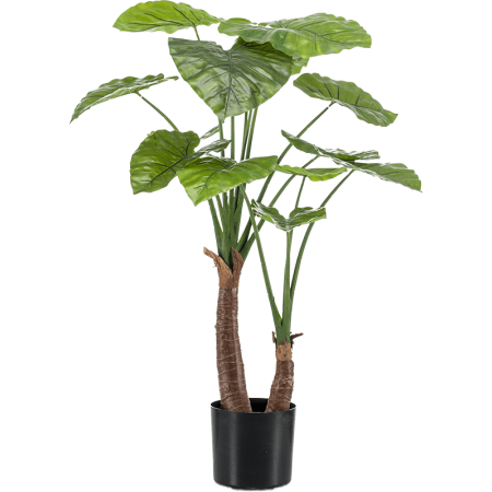 Alokazja 110 cm