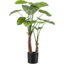 Alokazja 110 cm