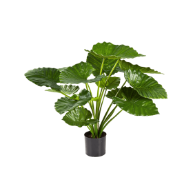 Alokazja 75 cm duże liście