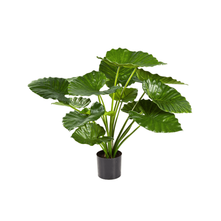 Alokazja 75 cm duże liście