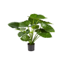 Alokazja 75 cm duże liście