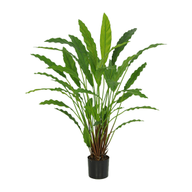 Kalatea 77 cm