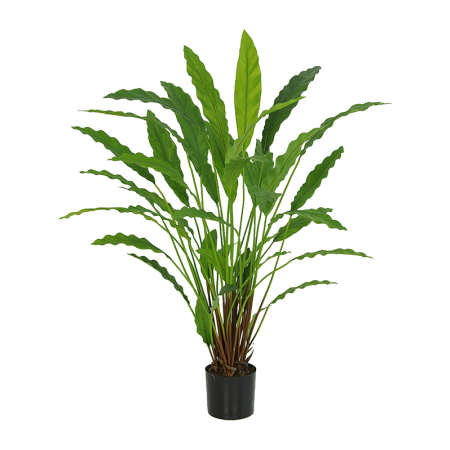 Kalatea 77 cm