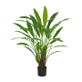 Kalatea 77 cm