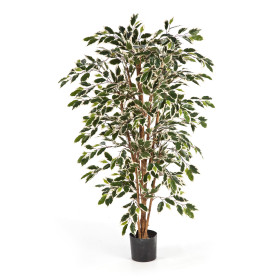 Fikus Nitida zdrewniały pień 150 cm