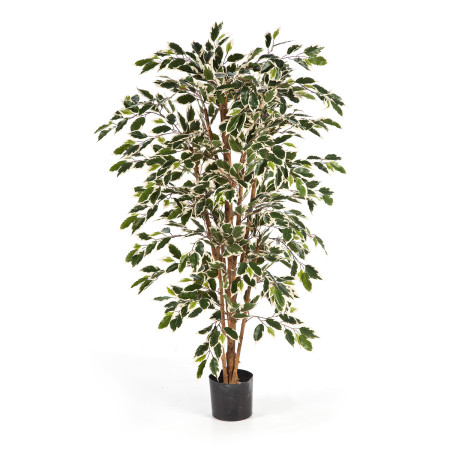 Fikus Nitida zdrewniały pień 150 cm