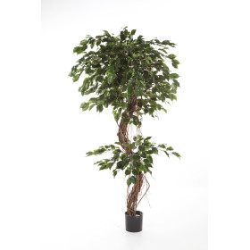 Fikus Exotica naturalny pień 180 cm