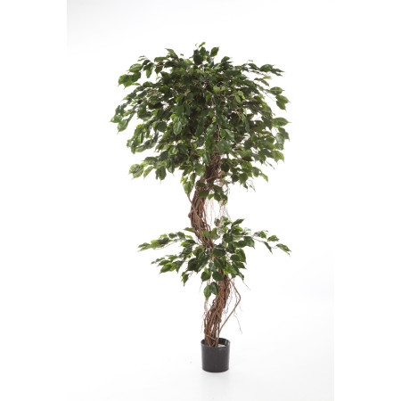 Fikus Exotica naturalny pień 180 cm