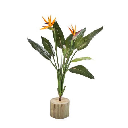 Strelicja pik 100 cm