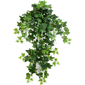 Bluszcz Hedera 70 cm