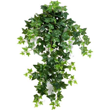 Bluszcz Hedera 70 cm