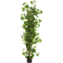 Bluszcz w doniczce kolumna  Wysokość 150 cm