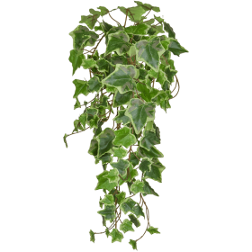 Bluszcz Hedera zielono-biały 55 cm
