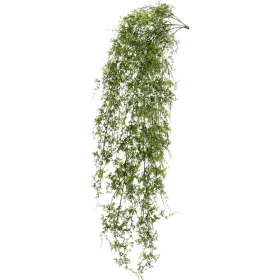 Paprotka wisząca pik 80 cm