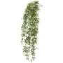 Paprotka wisząca pik 80 cm