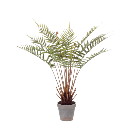 Paprotka 60 cm
