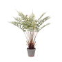 Paprotka 60 cm