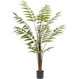 Paprotka 150 cm