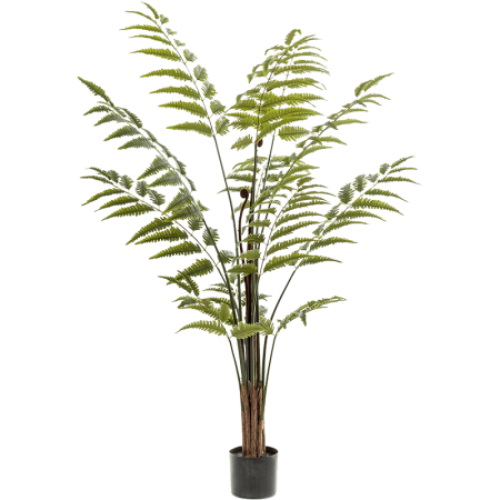 Paprotka 150 cm