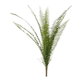 Paprotka 60 cm pik