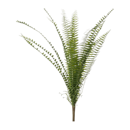 Paprotka 60 cm pik