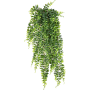 Paprotka 75 cm