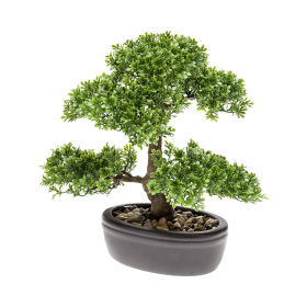 Fikus Bonsai 32 cm z doniczką