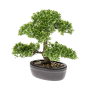 Fikus Bonsai 32 cm z doniczką