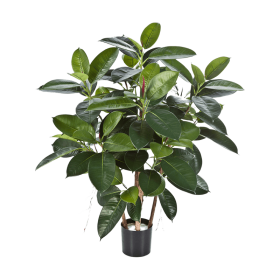 Fikus sprężysty 90 cm