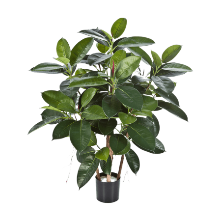 Fikus sprężysty 90 cm