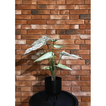 Kaladium białe 60 cm