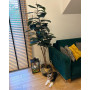 Fikus 180 cm
