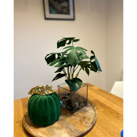 Monstera w szkle 45 cm