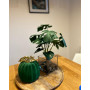Monstera w szkle 45 cm
