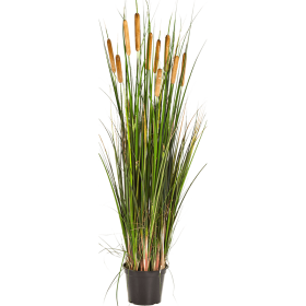 Trawa Tatarak Pałka Wodna 120 cm