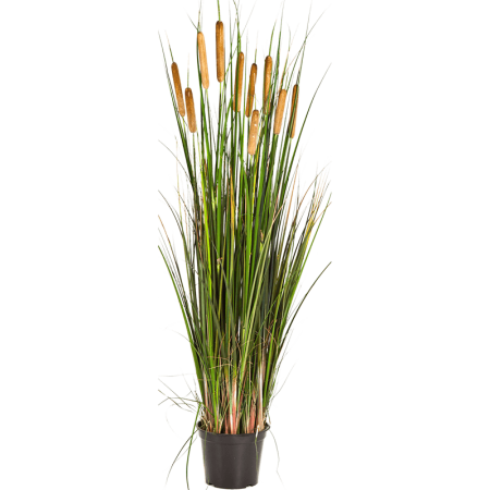 Trawa Tatarak Pałka Wodna 120 cm