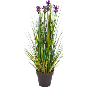 Trawa Lawenda 60 cm