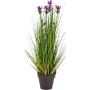Trawa Lawenda 60 cm