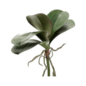 Liście storczyka 30 cm