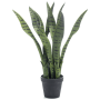 Sansewieria 50 cm