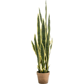 Sansewieria 97 cm